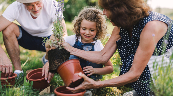 Senior grandparents and granddaughter gardening in the backyard garden.