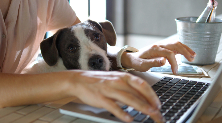 A woman working at a laptop with a dog on her knee.