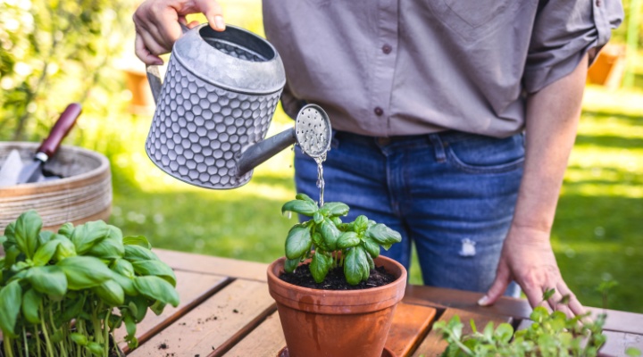 A man watering plants.